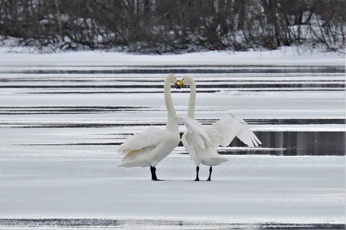 Joutsenia jäillä Jyväskylässä.